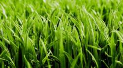 Читать новость Правила выбора газонных трав