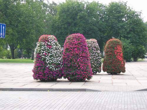 Вентспилс цветы в городском парке