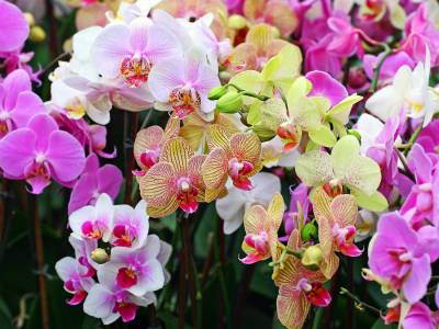 Читать новость Магазин орхидей