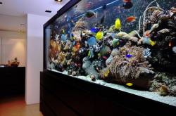 Читать новость Как выбрать аквариум для дома и офиса