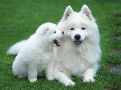 Читать новость Как ухаживать за белой шерстью собаки?