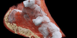 Читать новость 3D-рентген раскрывает секреты из костей