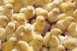 Читать новость Какой антибиотик для цыплят выбрать