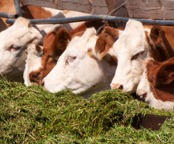 Читать новость Лучший корм для коров и быков