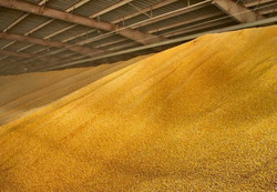 Читать новость Как правильно хранить зерно после покупки