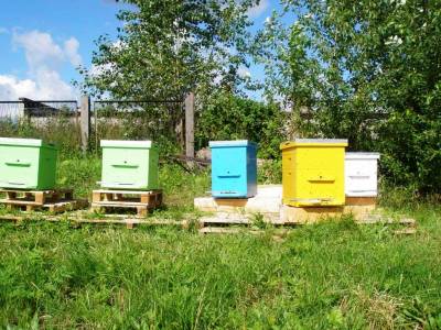 Читать новость Муравьиная кислота в пчеловодстве