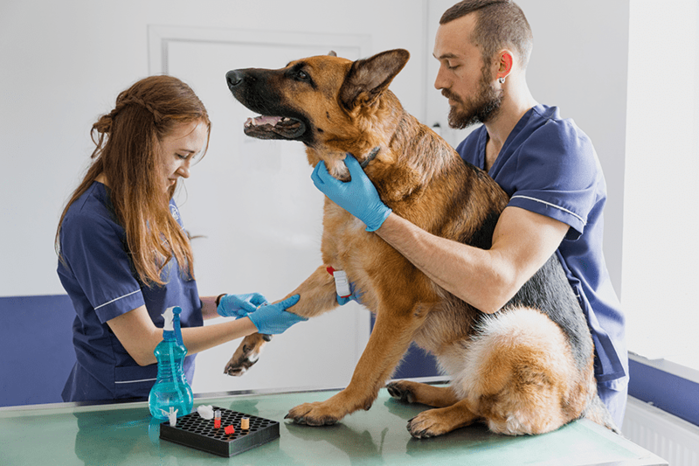 Star Veterinary Clinic: как правильно лечить животных