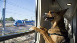 Читать новость Билеты РЖД: как перевозить животных